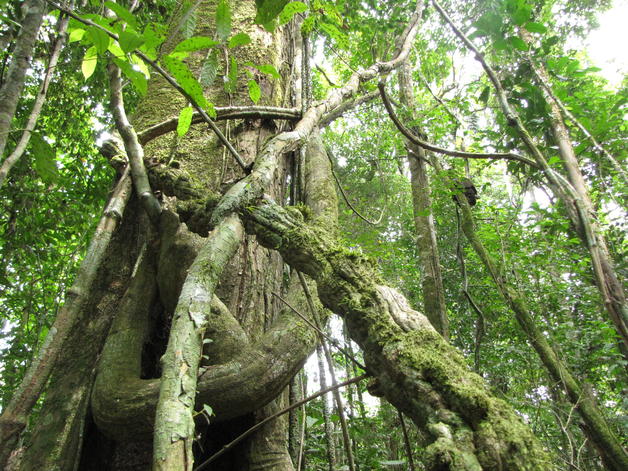 Aysén sigue siendo el mayor “santuario” del bosque nativo en Chile