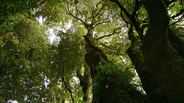 Millonaria multa por cortar 65 árboles nativos