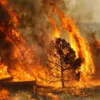 Onemi: 73 incendios forestales continúan activos en el país