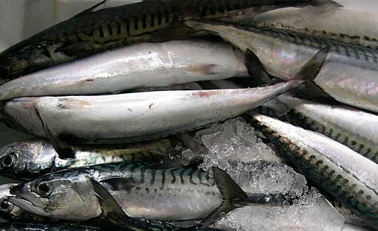 Tribunal Admite Querella Contra Parlamentarios Que Aprobaron Ley de Pesca