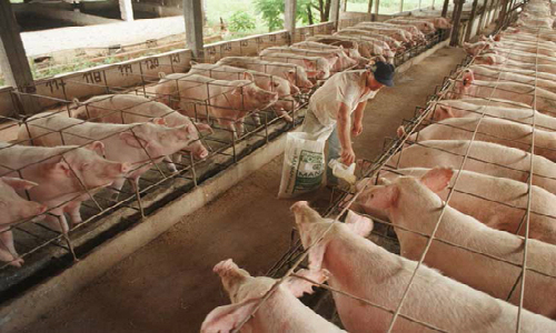 CEA volverá pronunciarse sobre proyecto de criadero de cerdos en La Estrella