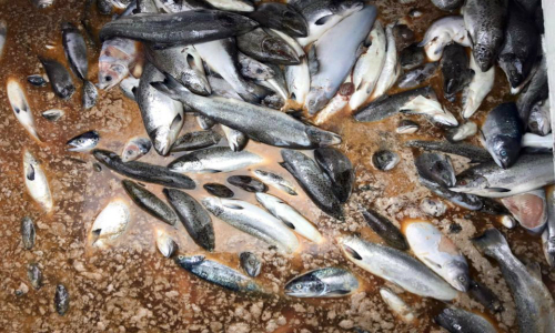 Pescadores insisten en responsabilidad del Gobierno por contaminación de salmones