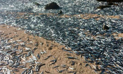 Investigan varazón masiva de anchovetas en Chañaral