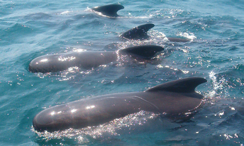 Expedición busca resolver masiva muerte de delfines en Aysén