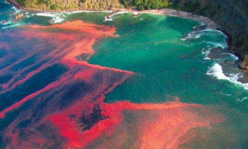 Sernapesca confirma presencia de dos especies de algas nocivas en el golfo de Penas