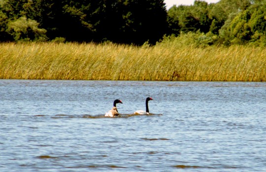 En ocho años, el humedal del río Cruces recuperó su población de cisnes