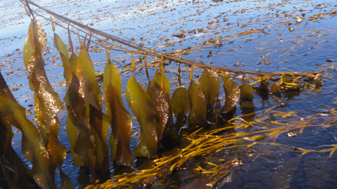 Economistas analizan ley de cultivo y repoblamiento de algas en Chile