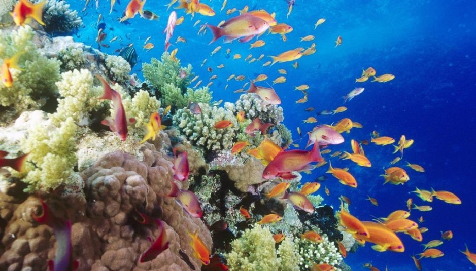 Los líderes de islas del Pacífico llaman a proteger la biodiversidad de los océanos – Biodiversidad
