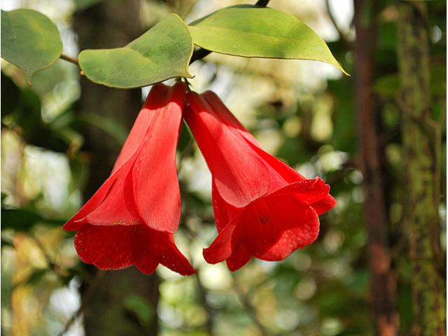 Copihue: No se conoce el estado de conservación de la flor nacional –  Biodiversidad