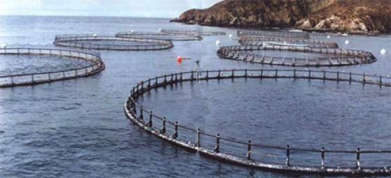 Marine Harvest y virus ISA: “Medidas de Invermar son un pésimo ejemplo”