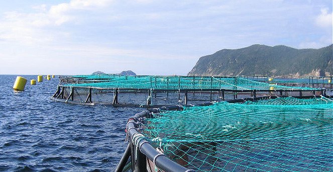Pescadores de Los Ríos preocupados por solicitud de 46 concesiones para salmónidos y algas
