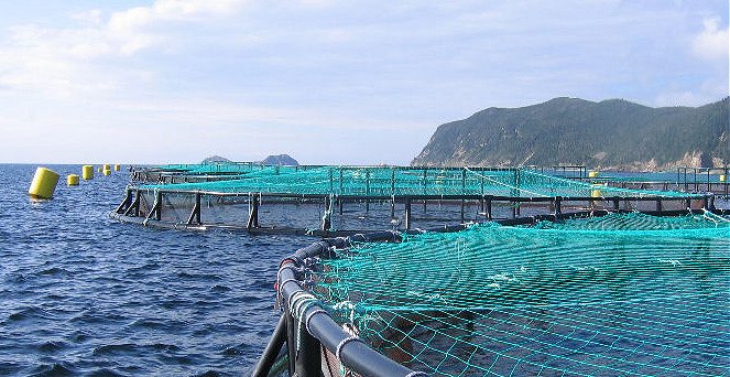 Uso de antibióticos en salmones se dispara: en Chile se usa hasta 5.000% más que en Noruega