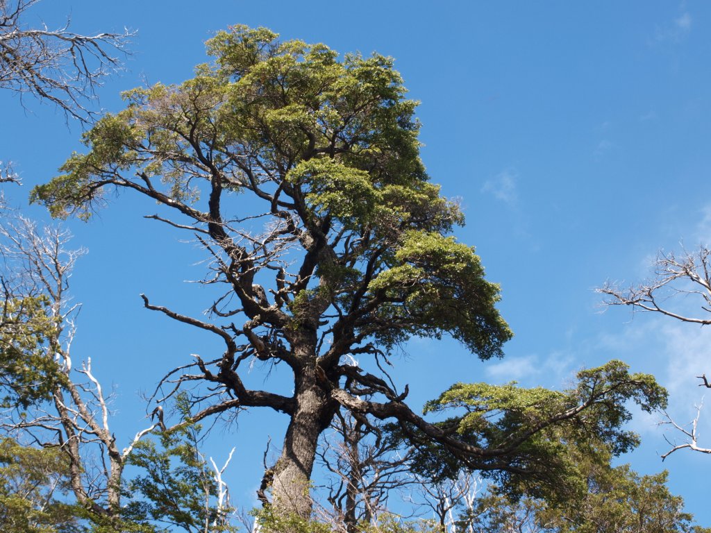 Denuncian tala ilegal de bosque nativo en Chiloé