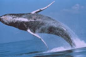 Japón quiere reanudar caza comercial de ballenas y desafía fallo de La Haya