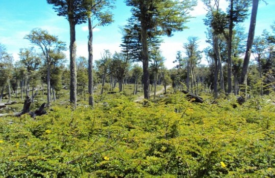 Comienza campaña que busca reforestar 20.000 lengas en Torres del Paine