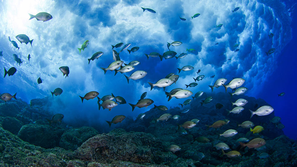 Kerry abre la cumbre global “Nuestro Océano”, para salvar los fondos marinos
