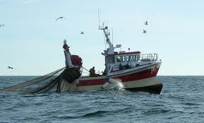 Autoridades reconocieron poca coordinación por decreto que permite pesca de arrastre en zona austral