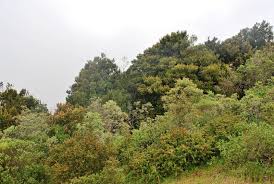 Protegen bosque de niebla en Pichidangui para convertirlo en un “nuevo Fray Jorge”