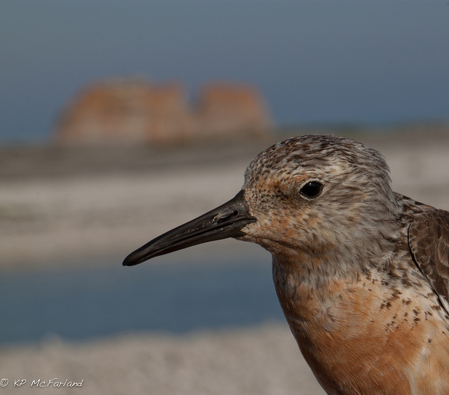 Hoy 9 de mayo es el Día Mundial de las Aves Migratorias