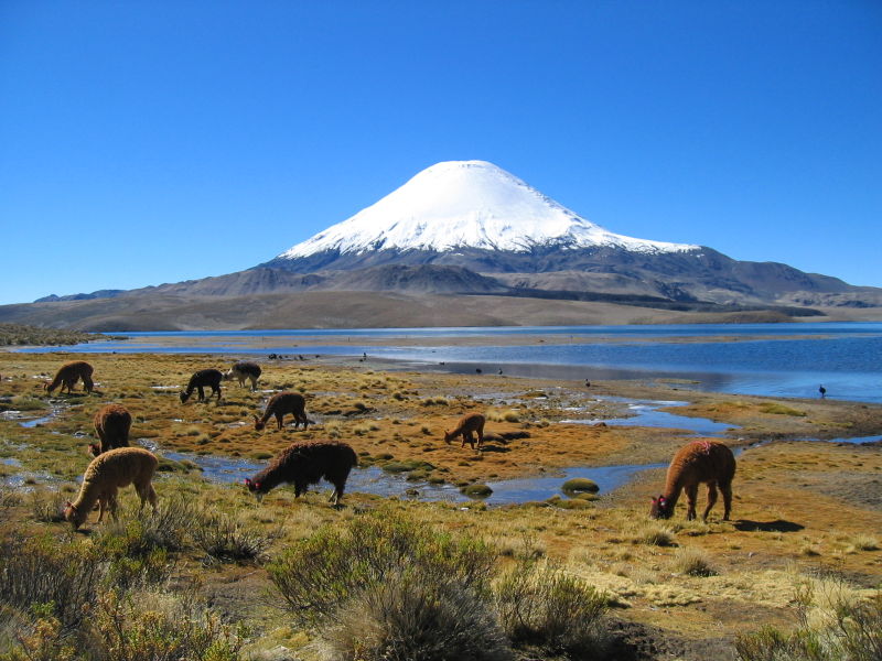 Expertos acusan bloqueo gubernamental en la protección del medio ambiente