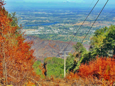 Positivo balance de recuperación forestal en zona de mega incendio