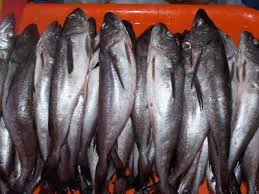 Sernapesca combate pesca ilegal de la merluza con plan especial de fiscalización