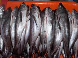 Sernapesca combate pesca ilegal de la merluza con plan especial de fiscalización