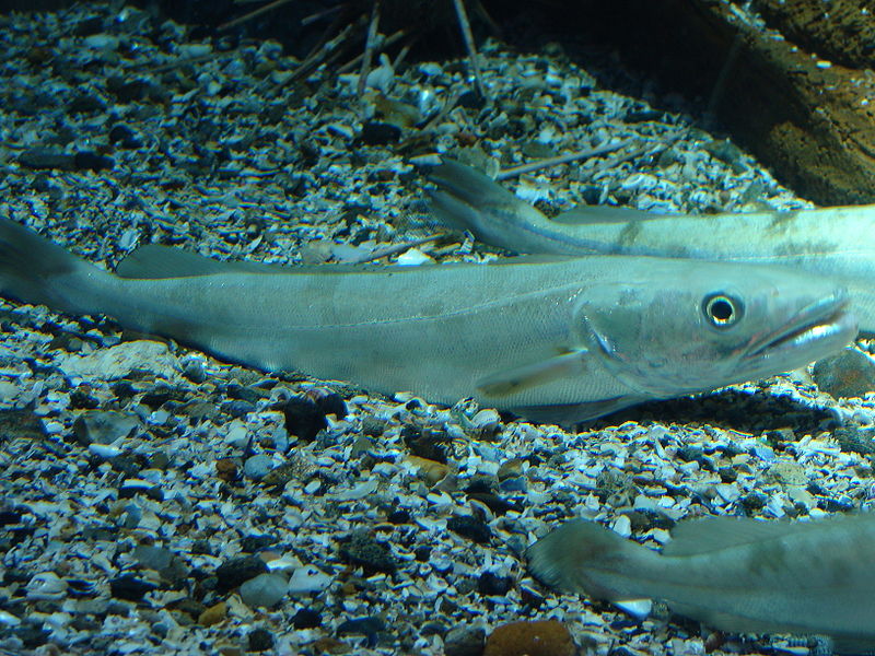 Pesca ilegal de merluza triplica la cuota total asignada que tiene el sector artesanal