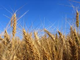 Aumento de CO2 en la atmósfera reduciría nutrientes de cultivos clave