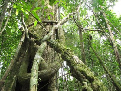 Gobierno de Ecuador autoriza la explotación de petróleo en reserva amazónica