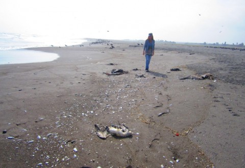 Extraña muerte de más de mil aves en Arica