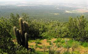 El espinudo debate por el bosque nativo de La Florida