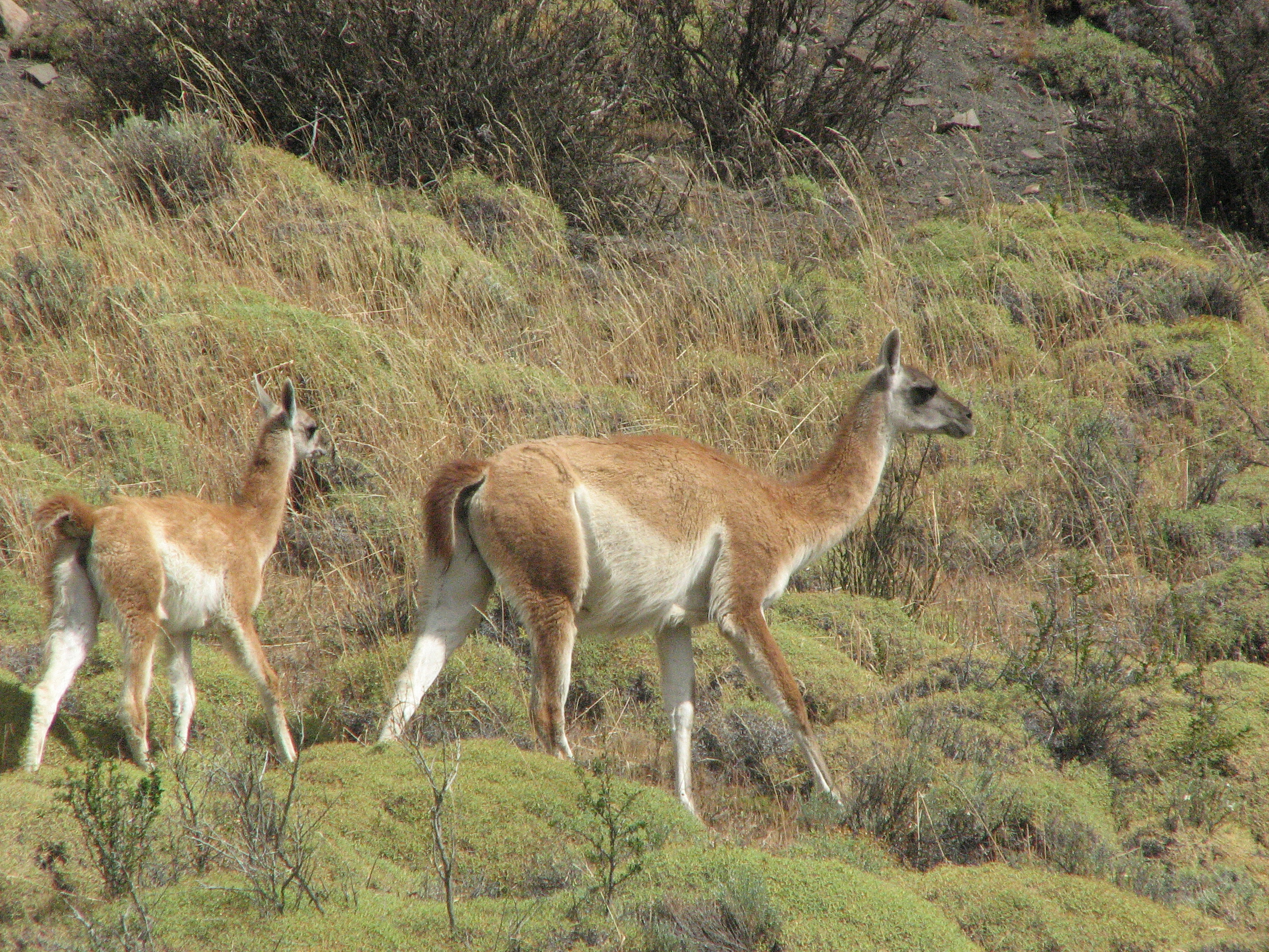 La importancia del resguardo de la Biodiversidad