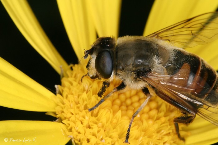 Una variedad de pesticidas afecta a las abejas