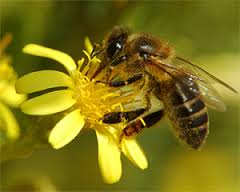 Mortalidad de las colonias de abejas fue analizada con especialistas en la Comisión de Agricultura