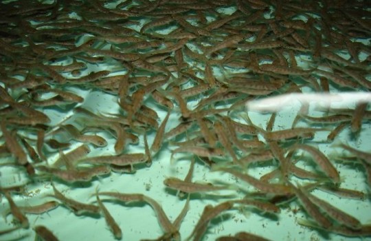 Rusia modificó vetos relacionados con salmónidos
