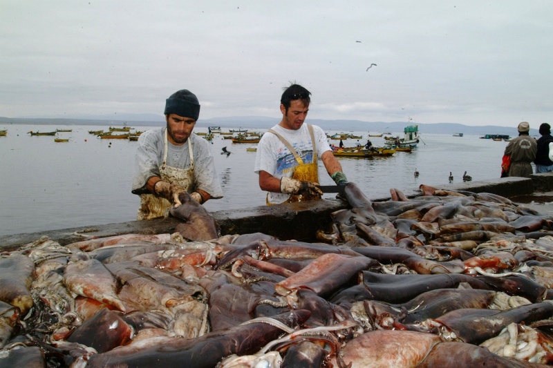 “Jibieros” de todo Chile llegaron a defender la pesca al Congreso Nacional