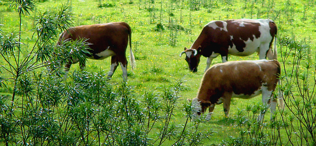 Chile se adjudica fondo internacional para generación de biogás en la industria lechera