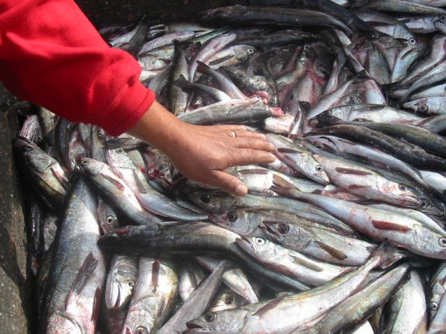Pescadores califican de insuficiente medida para proteger la merluza común