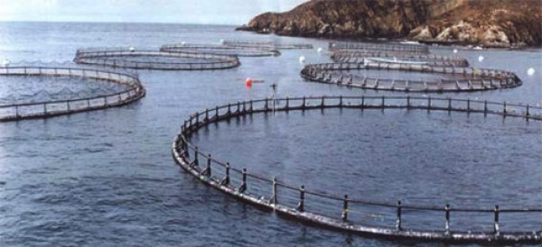 Justicia declara ilegal vertimiento de salmones al mar