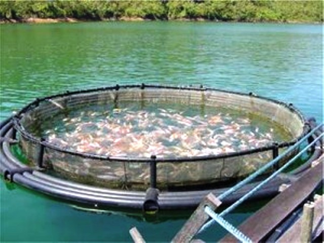 Marine Harvest saldrá del Lago Llanquihue en septiembre