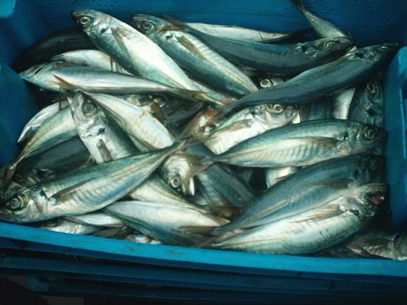 Sectores: Pesca y EGA vuelven a apuntalar la economía en 3T