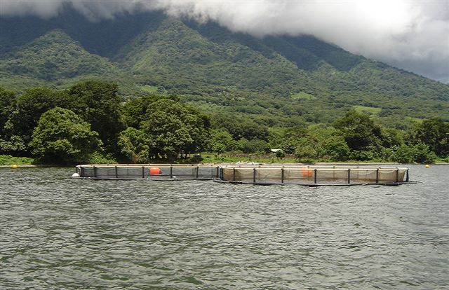 Comisión de Evaluación Ambiental aprobó primer proyecto salmonero en Biobío