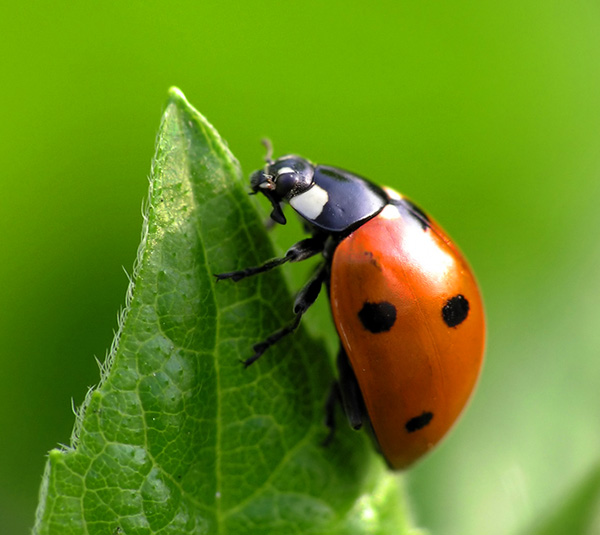 Primer inventario de biodiversidad descubre nuevas especies en la región