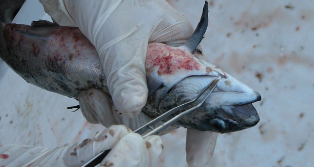 El impacto del piojo de mar en la industria salmonera