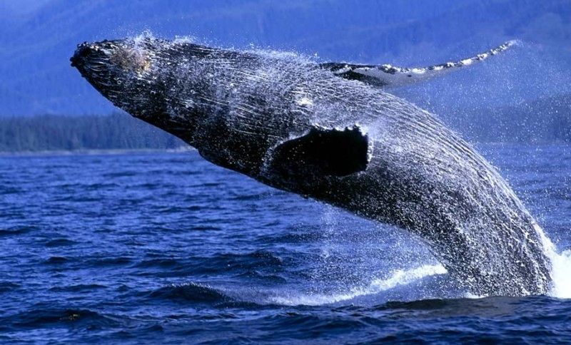 Japón revela planes para reanudar la caza de ballenas en la Antártica