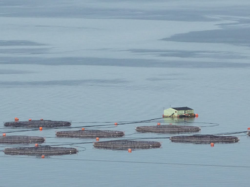 Gobierno endurece norma que limita producción de salmoneras y firmas presentan reclamos