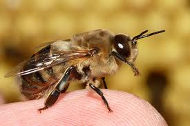Una de cada 10 especies de abejas podría extinguirse