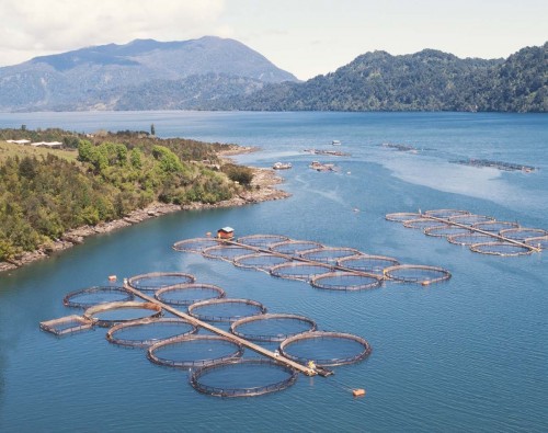 Autoridades evalúan riesgo químico tras destrucción de piscicultura por alud