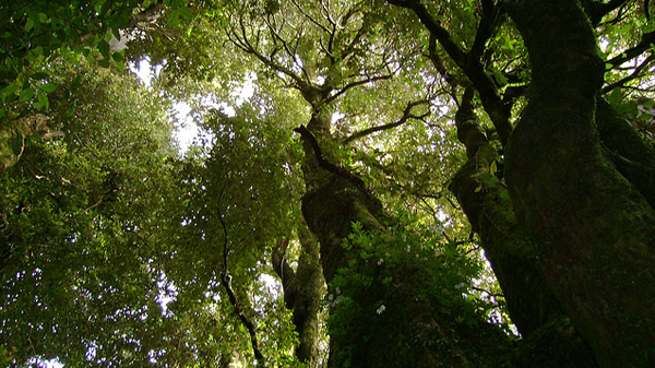 Servicio Nacional Forestal da un nuevo paso en su creación, tras ingresar al Senado